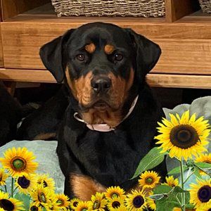 Meet your Posher, Miranda